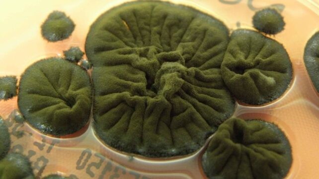 Габата не само што ја преживува радијацијата туку и расте побрзо под нејзино влијание, а меланинот ѝ служи како биолошки штит