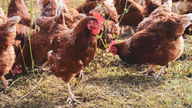 Што е H9N2 и колку е опасен за луѓето?