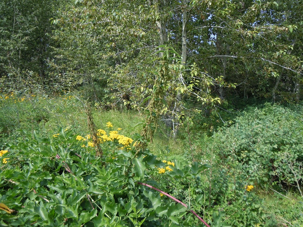 Копривата содржи речиси исто протеини како сојата, сите есенцијални аминокиселини и извонредна количина витамин К и железо