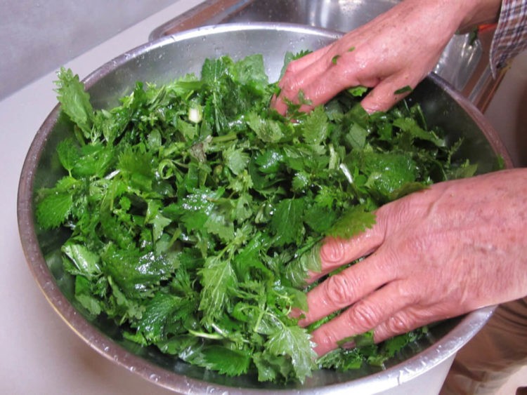 Зошто ја заборавивме копривата: Индустријата не сака нешто што не може да се продава