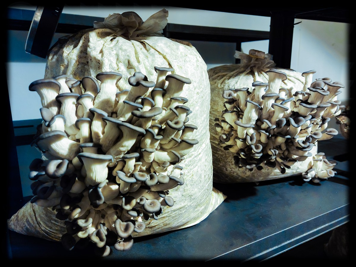 Медицинските печурки што спасуваат животи се стандард во Јапонија, но кај нас малкумина слушнале за нив