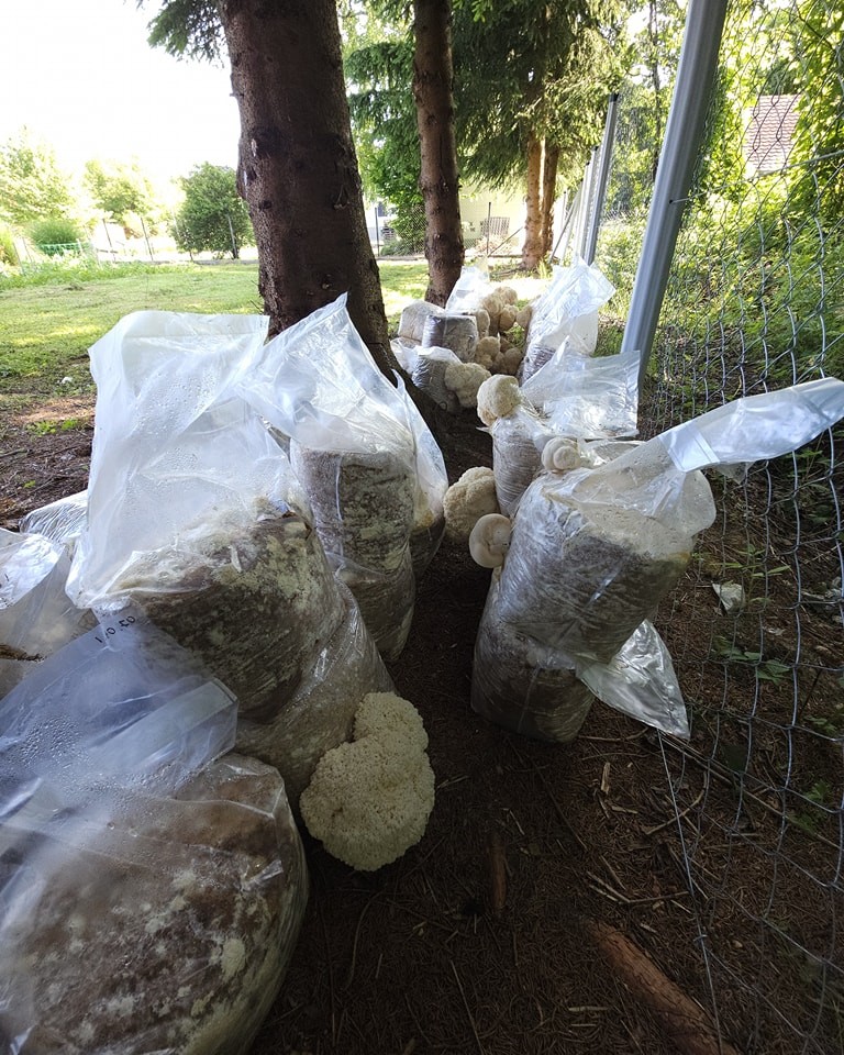 Од благодарност до создавање на Funghezia: компанија за лековити печурки основана за да помогне на другите