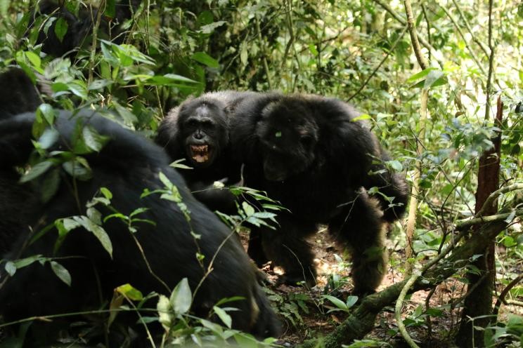 Две групи од над 200 шимпанза, некогаш сплотени, се разделија и станаа непријатели