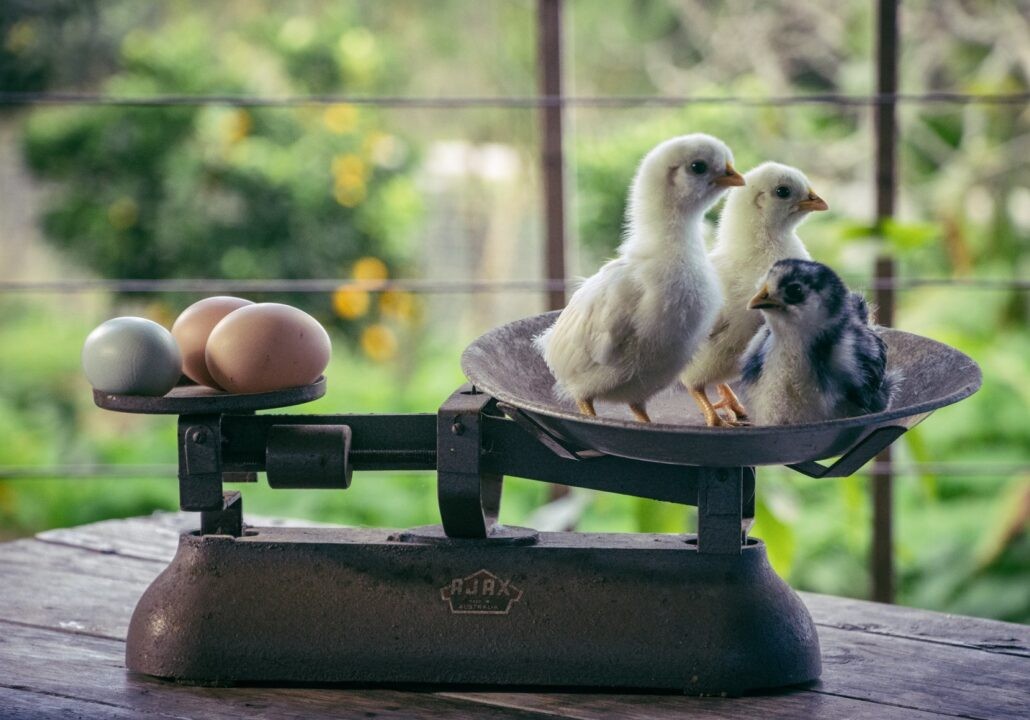 Од стеснета градска парцела до 4.200 квадратни метри пермакултурна оаза: Здравјето кое ја промени судбината на едно семејство