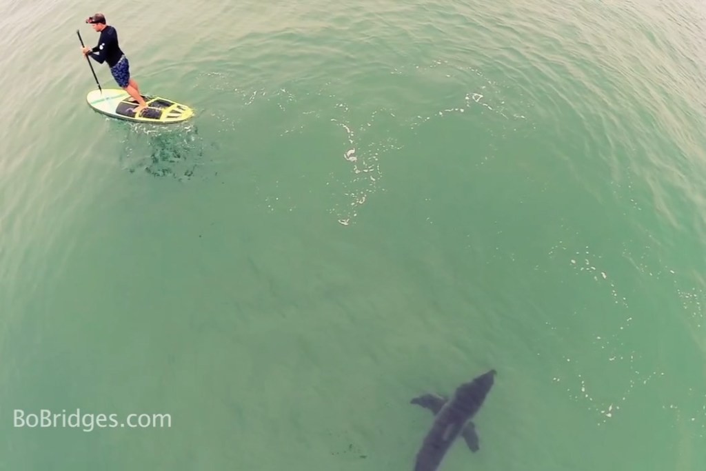 Визуелниот уметник Бо Бриџис: „Се вратија! Мајката Природа и Ел Нињо ги поканија сите бебиња ајкули“