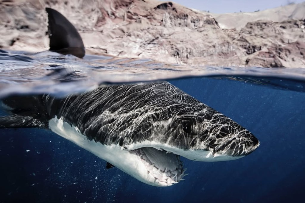 Јужна Калифорнија – идеално место за млади ајкули поради топлата вода и изобилство на плен