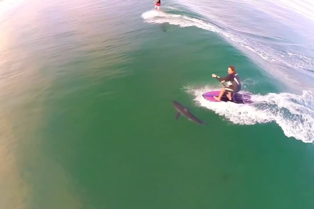 И покрај зачестените средби, реалниот ризик од напад на ајкула е минимален: помалку од два каснувања годишно во цела Калифорнија