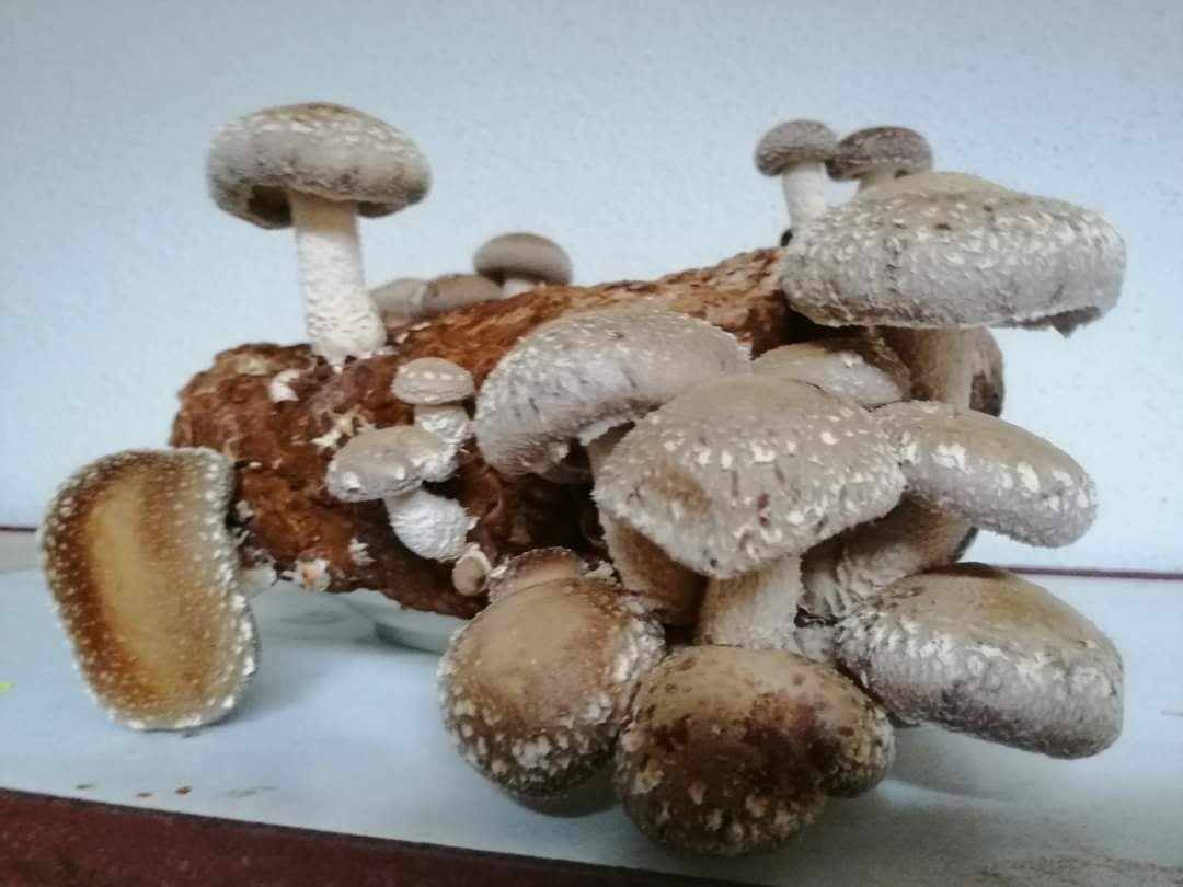 Кристина одгледува необични печурки во Неготино и обучува луѓе во село Вешје