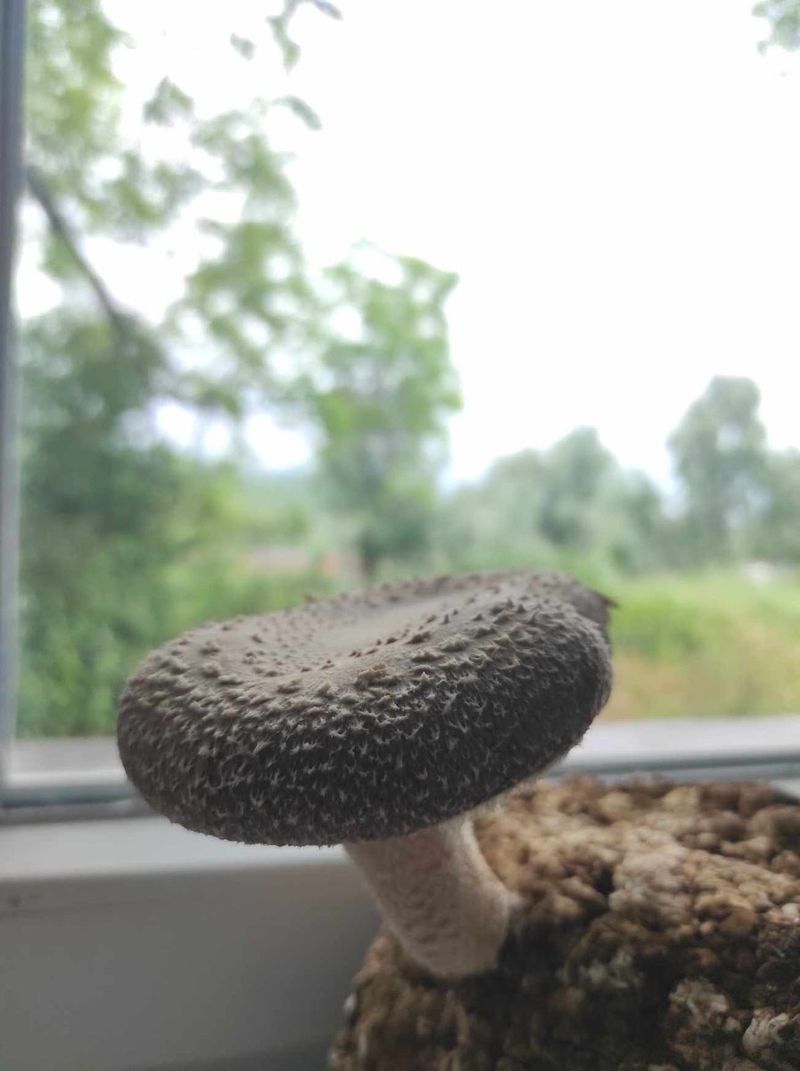 Одгледува и инсекти за сточна храна – „има иднина, домашните животни бараат нови извори на протеини“