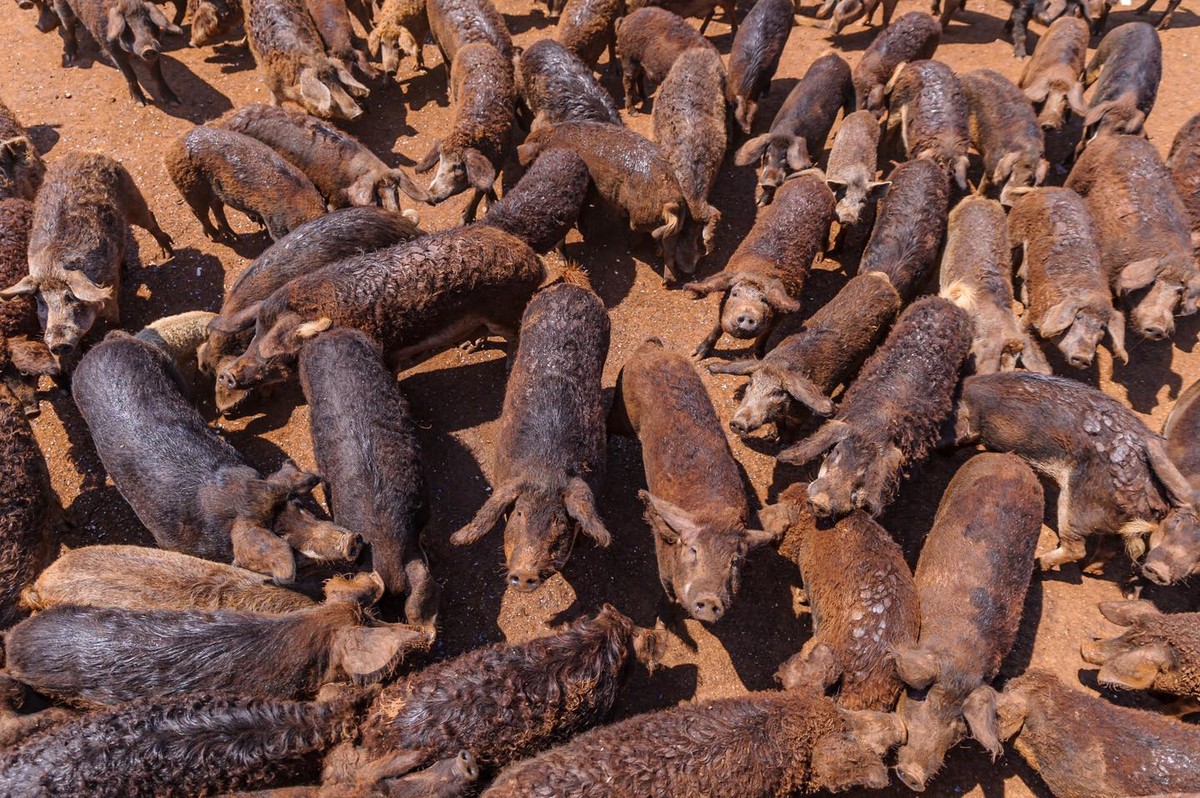 Поглед од милион евра, срни, кози и деликатеси на секој чекор