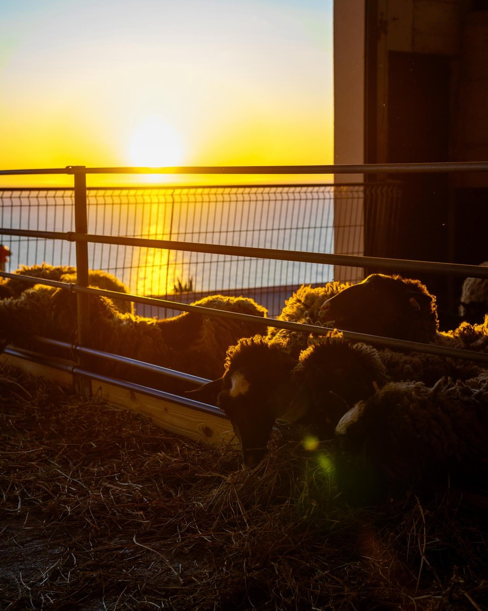 Царевиќ: Фарма, ресторани и доживување кои прават гастрономски рај крај Будва