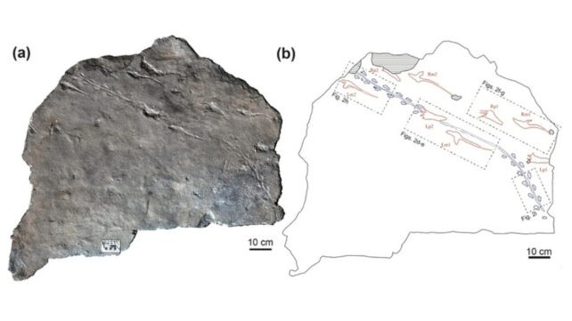Пресудната средба: Малото суштество оди мирно, па одеднаш забрзува – отпечатоците ги откриваат драматичните моменти од ловот