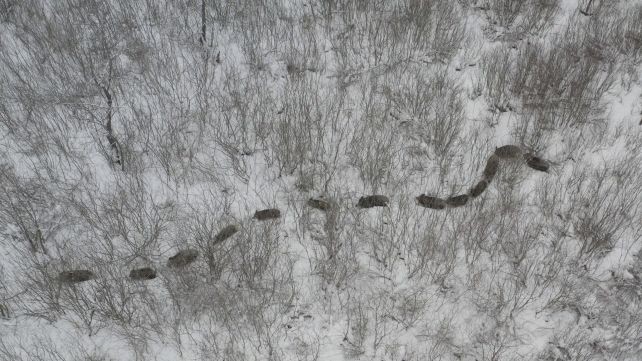 Чернобилската зона е дом за најмногу диви животни – најголем број снимки, најмногу разновидност