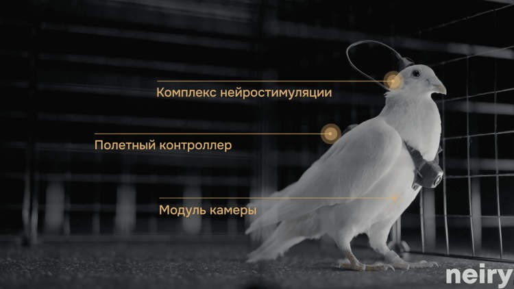 „Секое животно станува радио-контролирано по операцијата за имплантација“