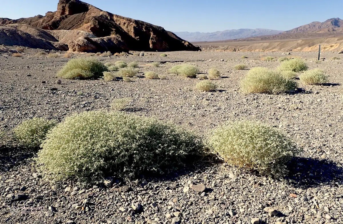 Tidestromia oblongifolia расте таму каде што сложениот живот се доближува до својата граница