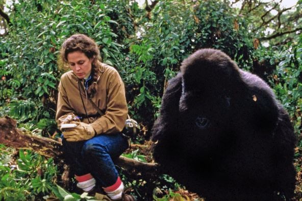 Фондот за наследството на Диџит прераснал во „Dian Fossey Gorilla Fund International“