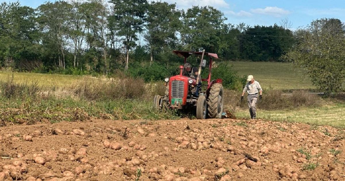 Од есенската земја излегол плод со совршен облик
